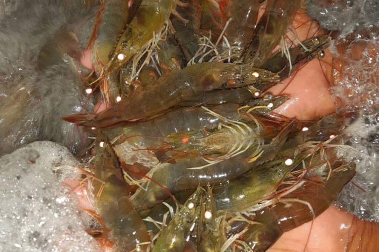 prawn-aquaculture-01