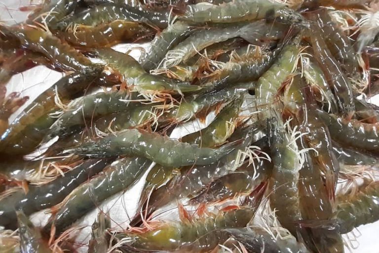 prawn-aquaculture-02